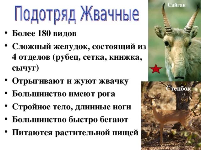 Отделы жвачных парнокопытных. Отряд парнокопытные. подотряд жвачные.. общая характеристика жвачных парнокопытных. парнокопытные жвачные характеристика. строение конечностей парнокопытных и непарнокопытных животных.