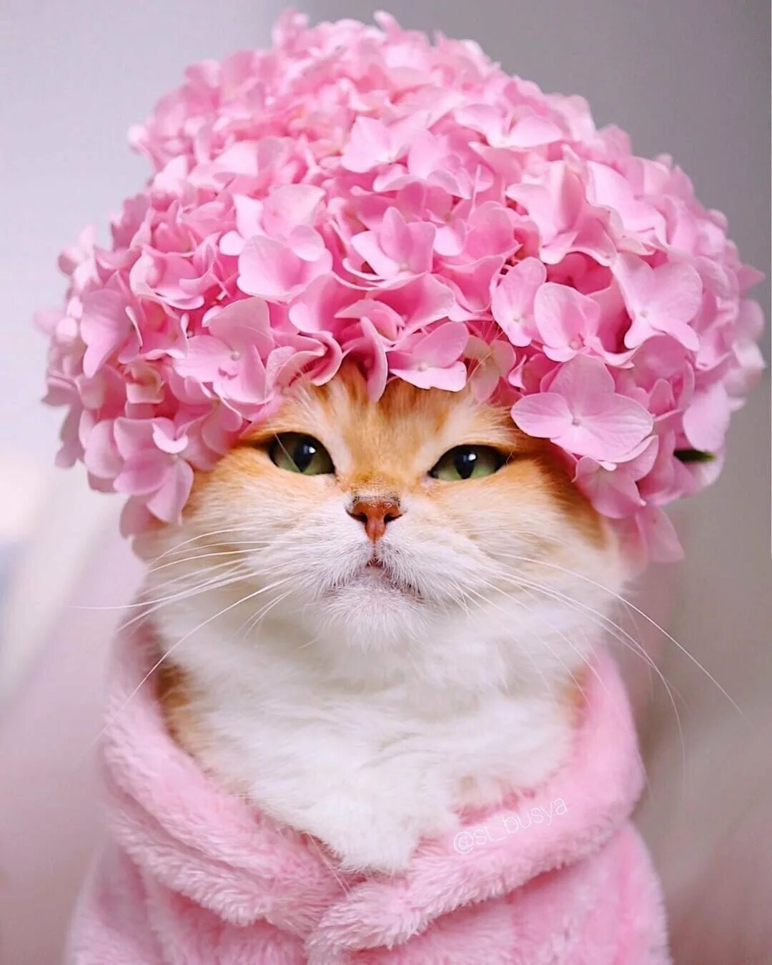 Предобрейшее. Котики и цветы. Кошечка с цветами. Котенок в цветах. Котята для настроения.
