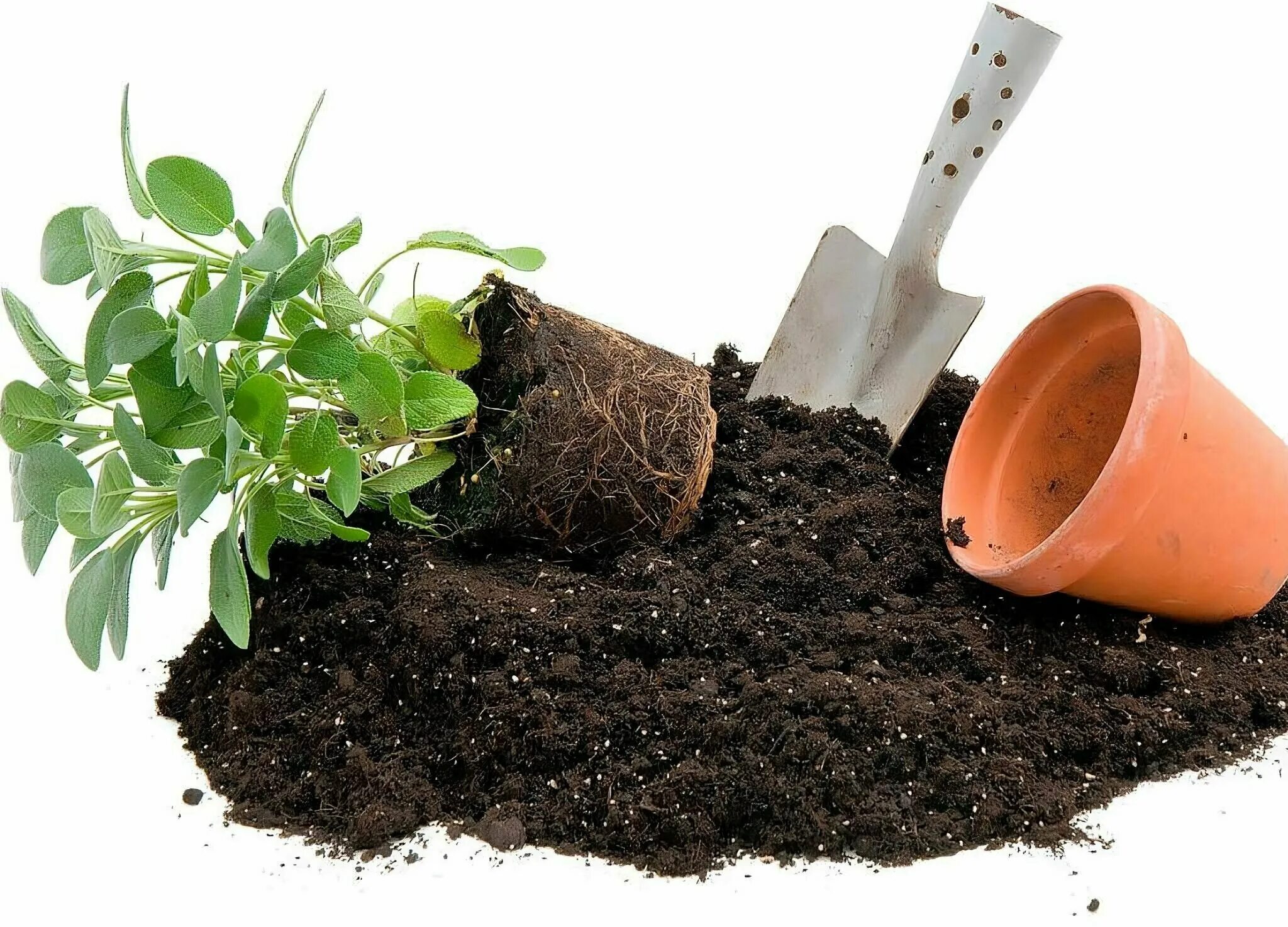 Торф мульча. Торф чернозем гумус. Растения любящие навоз. Растения любящие навоз. Конский навоз.