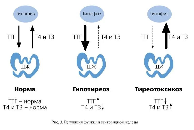 Повышение ттг в крови. Гипотиреоз показатели ТТГ т3 и т4. Щитовидная железа ТТГ т3 т4. Уровни ТТГ т3 т4. Исследование уровня гормонов щитовидной железы.