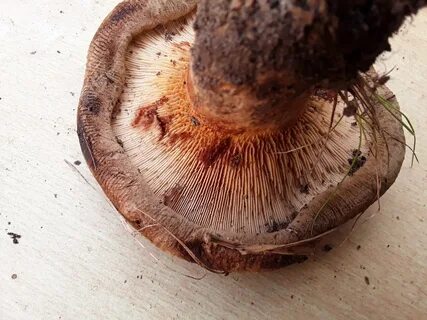 Грибы светло коричневая