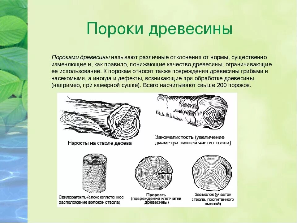 Пороки пиломатериалов. Пороки древесины снижающие ее качество. Пороки древесины свилеватость. Пороки древесины 6 класс. Гребешок древесины порок.