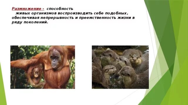 Способностью к размножению обладают