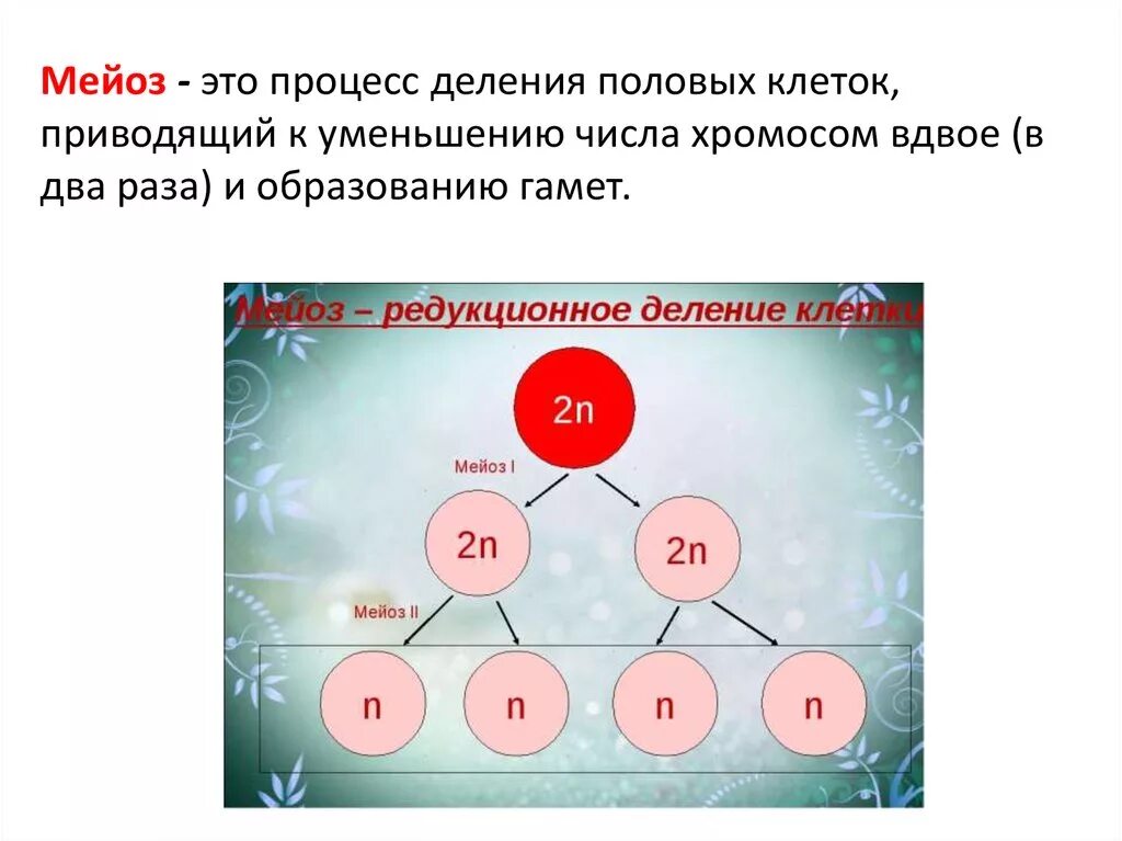 Гамета содержит аллельные гены. Образование половых клеток (гаметогенез).биология 10 класс. Схема развития половых клеток 9 класс. Образование половых клеток мейоз. Образование половых клеток презентация по биологии.