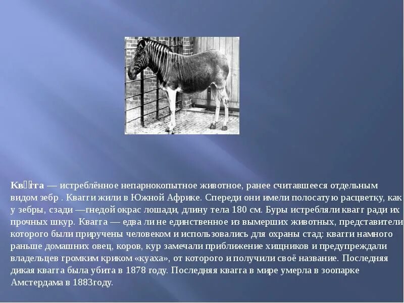 Все вымершие живут. Квагга вымершие непарнокопытные. Квагга вымершее животное. Зебра квагга. Квагга черная книга.