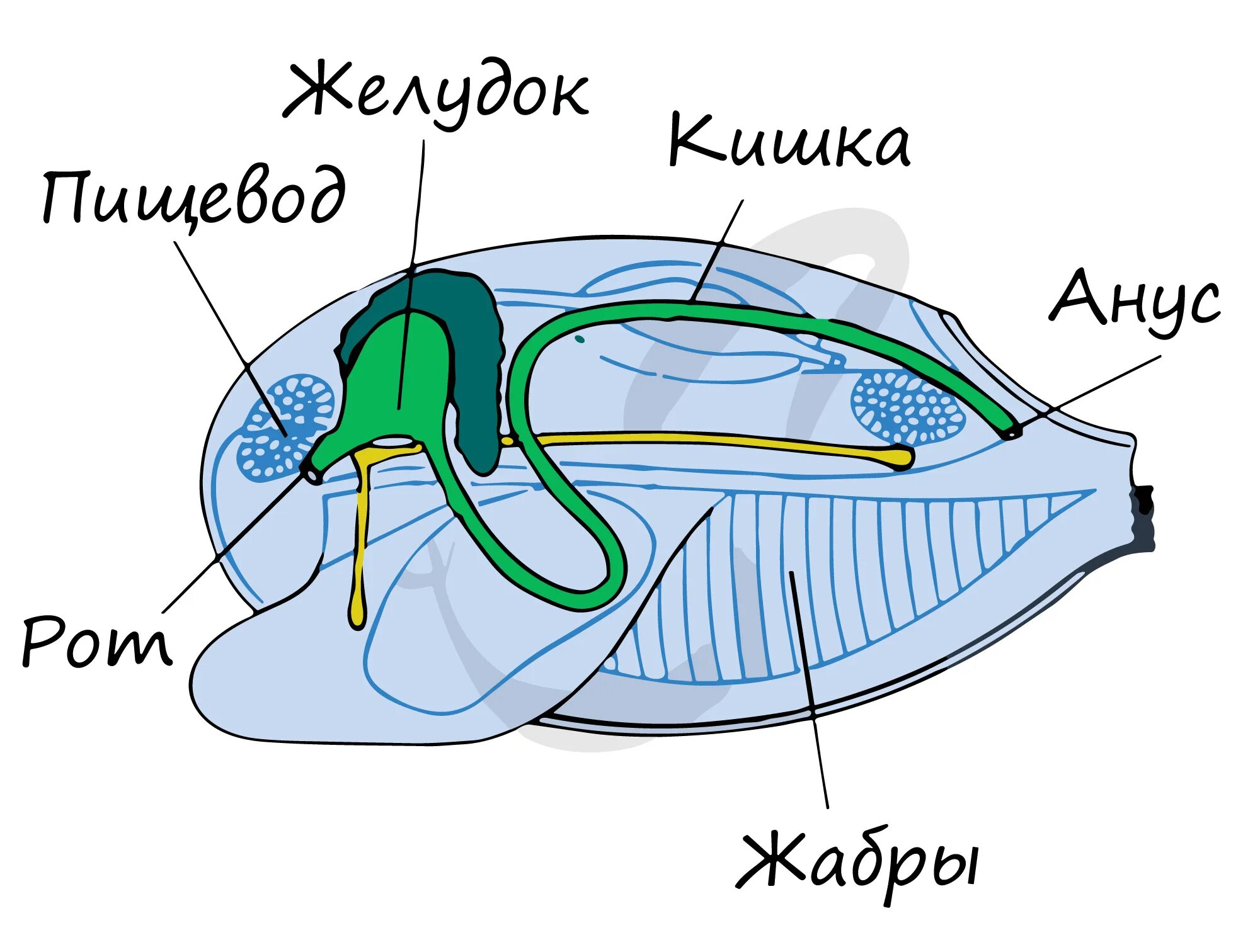 Орган дыхания устрицы. Пищеварительная система двустворчатых моллюсков рисунок. Строение пищеварительной системы двустворчатых моллюсков. Пищеварительная система двустворчатых моллюсков схема. Двустворчатые маллюски пищеварительная сис.