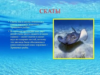 Скат относится к рыбам
