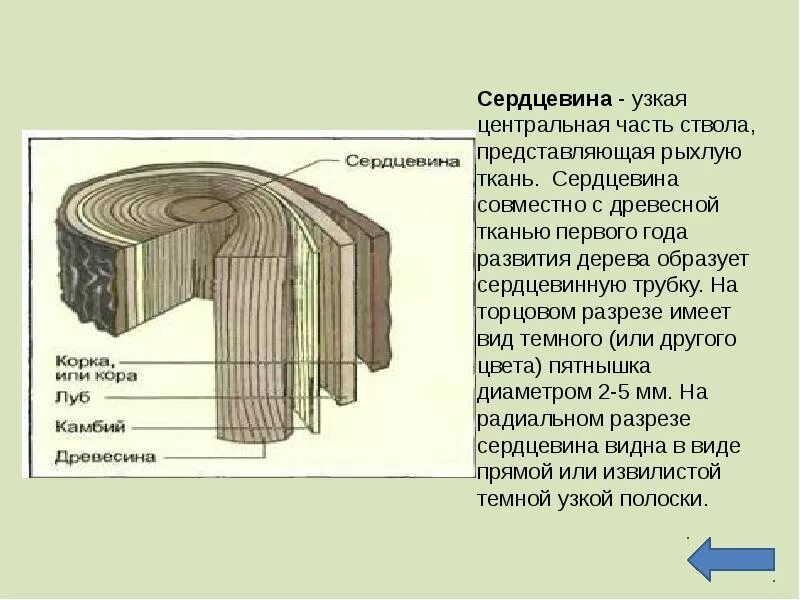 Тип ткани растения древесина. Строение луба и древесины. Луб древесина камбий. Функции луба сердцевины древесины. Сердцевина стебля дерева образована.