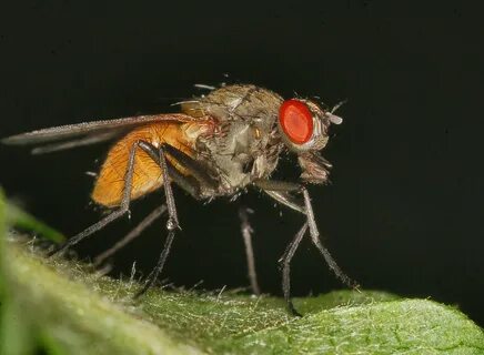 Муха с красными глазами