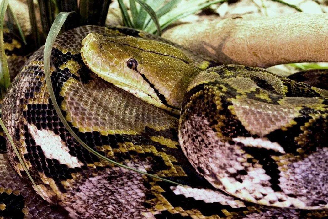 Удав размер. Reticulated Python. Удав Размеры. Питон Размеры.