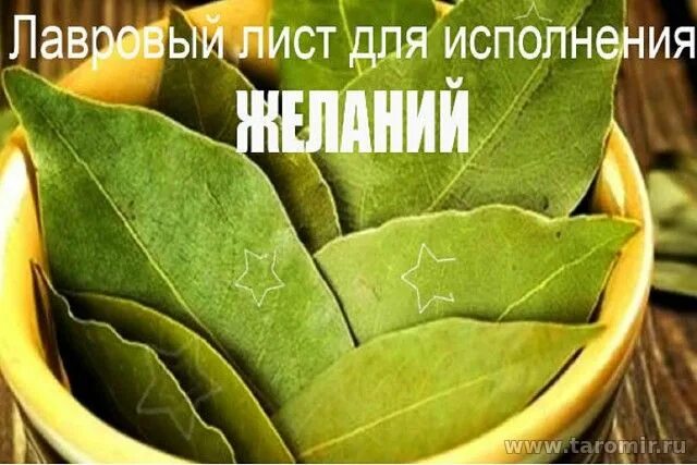 лавровый лист в кошельке самый мощный денежный магнит. шепотки на лавровый лист. лавровый лист на удачу. лавровый лист в кошельке. лавровый лист в кошельке.