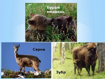 Медведь зубр