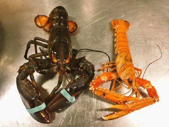 Лангуст лобстер омар разница. Лангуст и лангустин в чем разница. Омар лобстер лангуст. Омар краб лобстер лангуст. Омар краб лобстер лангуст.
