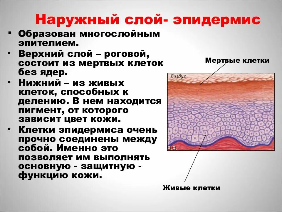 Эпидермис слой строение и функции. Наружный слой эпидермиса кожи функции. эпидермис наружный слой строение. функции рогового слоя эпидермиса. строение кожи наружный слой эпидермиса.