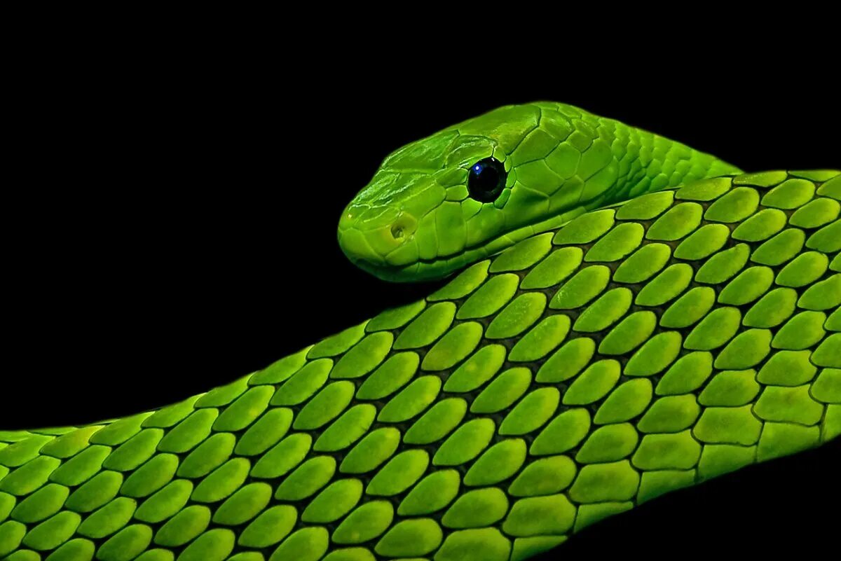 Картинка змея. Зеленая мамба. Green Mamba змея. Зелёный Тайпан. Изумрудная мамба.