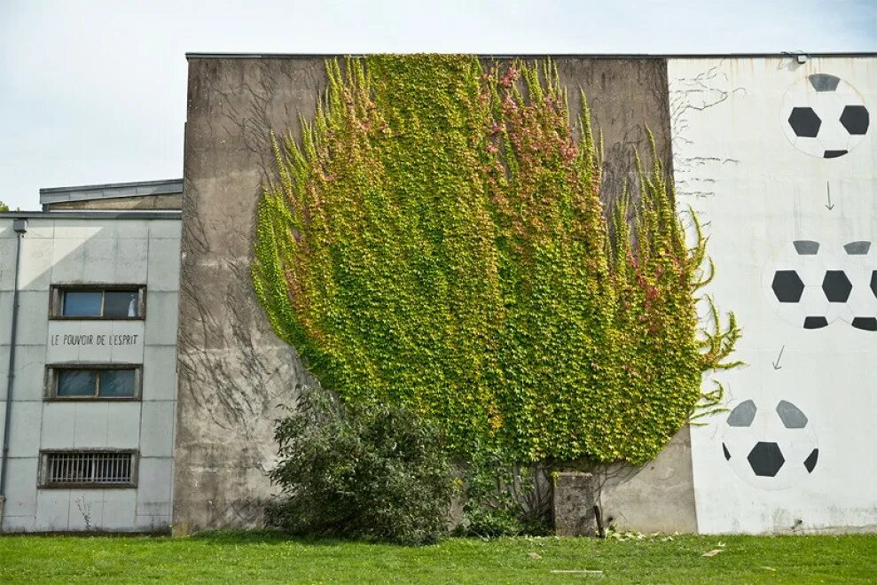 Real plant. Зеленое граффити. Граффити дерево. Виноград по стене дома. Виноград на стене.