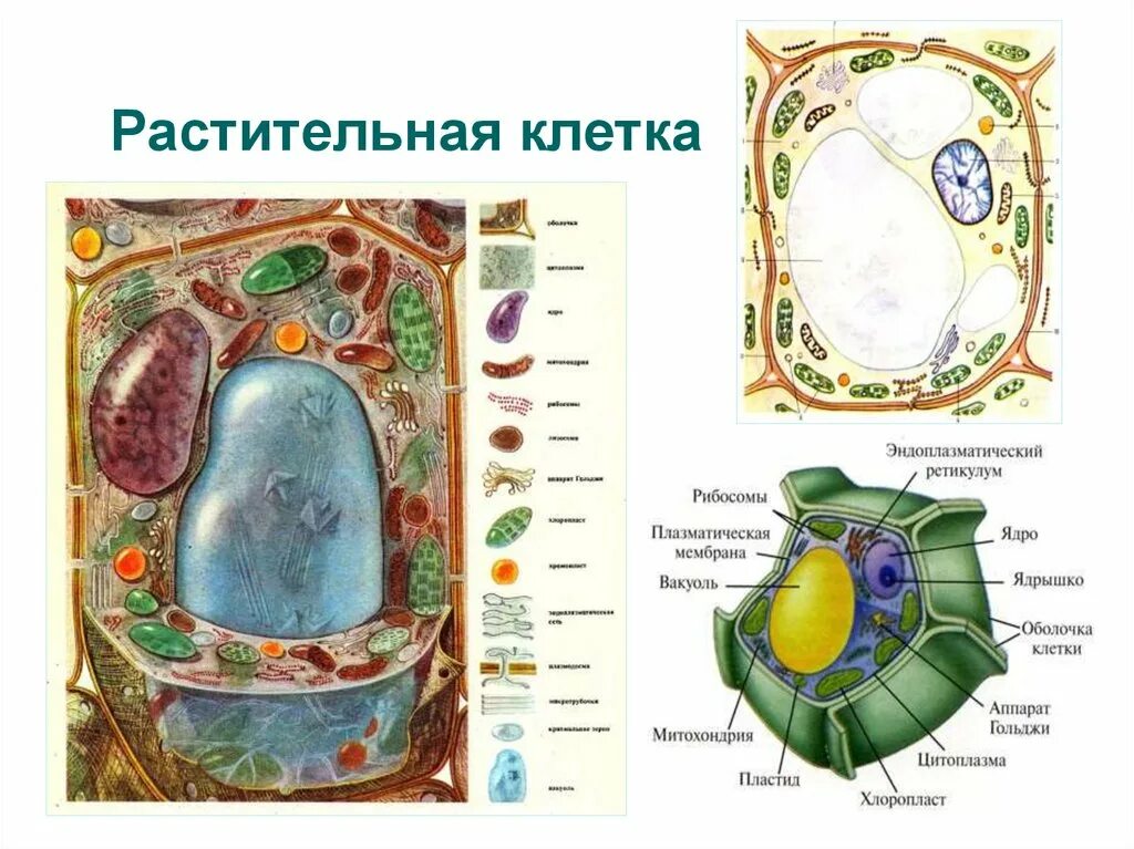 В клетках растений днем происходит. Растительная клетка. Клетка растения 6 класс. Растительная клетка презентация. Модель растительной клетки кабинет биологии.