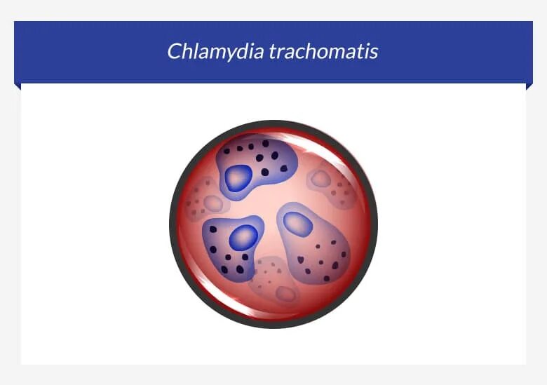 Хламидия микробиология морфология.