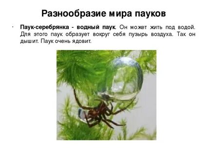 Паук серебрянка развитие с метаморфозом или прямое