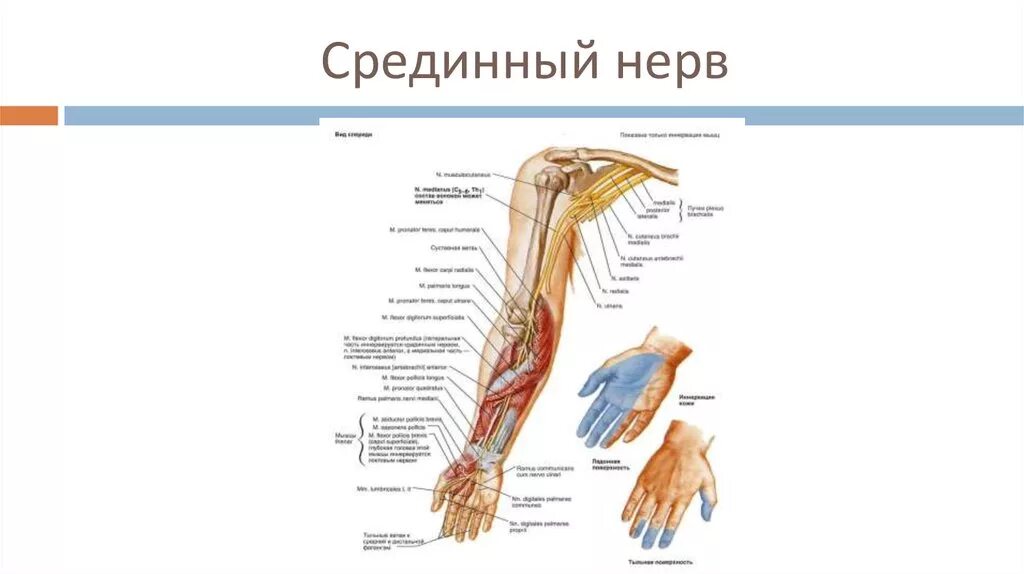 Мышцы возвышения большого пальца иннервируемые локтевым нервом. Иннервация кисти топографическая анатомия. Мышцы кисти которые иннервирует локтевой нерв. Мышцы возвышения большого пальца иннервируемые локтевым нервом. Топографическая анатомия локтевого нерва.
