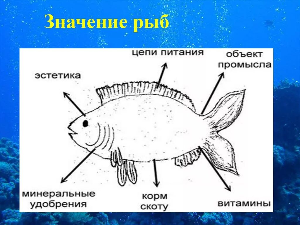 Многообразие рыб в природе. Многообразие и значение рыб. Рыбы биология многообразие. Многообразие рыб презентация. Группы рыб и их значение