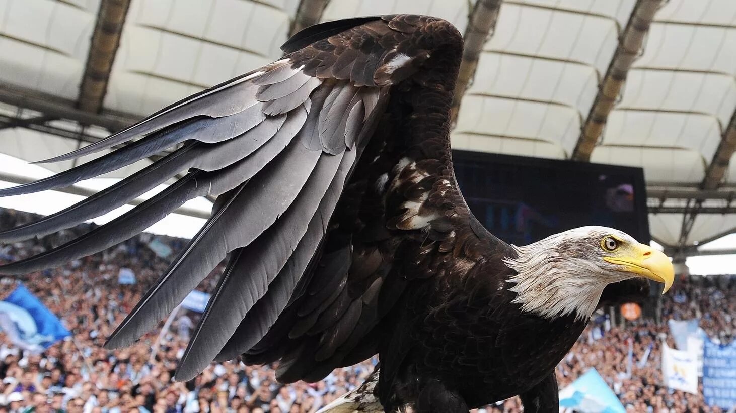 Когда играет орел. Lazio орел. лацио птица. орёл на стадионе бенфики. орел европейский.