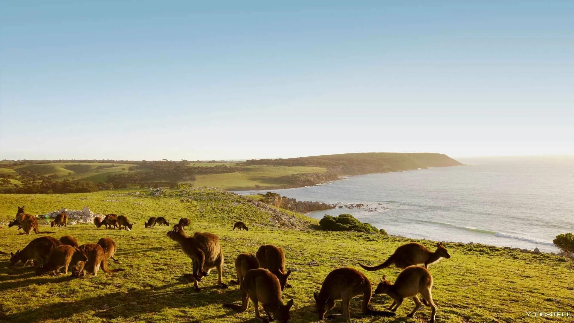 Австралия природа и люди. Остров кенгуру (залив сент-Винсент). Остров кенгуру в Австралии. Остров кенгуру Южная Австралия. Австралия природа кенгуру.