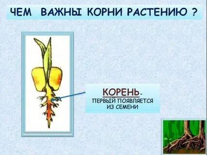 Отвечать корень