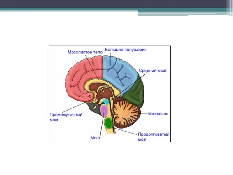 Средний мозг мозжечок промежуточный мозг. Продолговатый мозг,мост,средний мозг, мозжечок,промежуточный. Мозжечок полушария продолговатый мозг и. Промежуточный мозг b. средний мозг c. мозжечок.