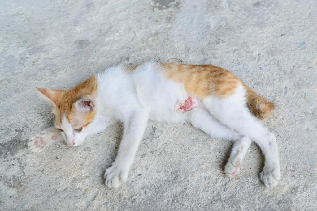 Кошка зализывает рану