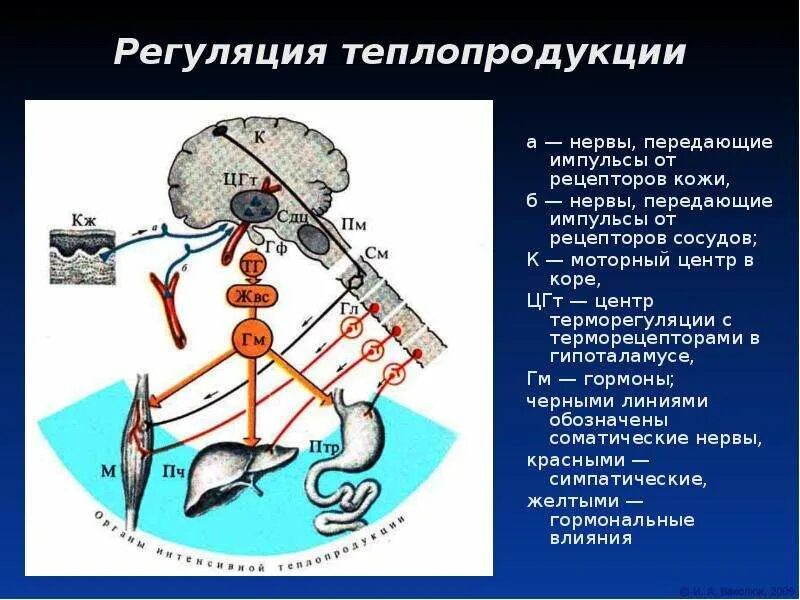 Центр терморегуляции находится в каком отделе мозга. Гипоталамус центр терморегуляции. центр теплопродукции гипоталамуса. гипоталамус центр терморегуляции ядро. регуляция теплопродукции.