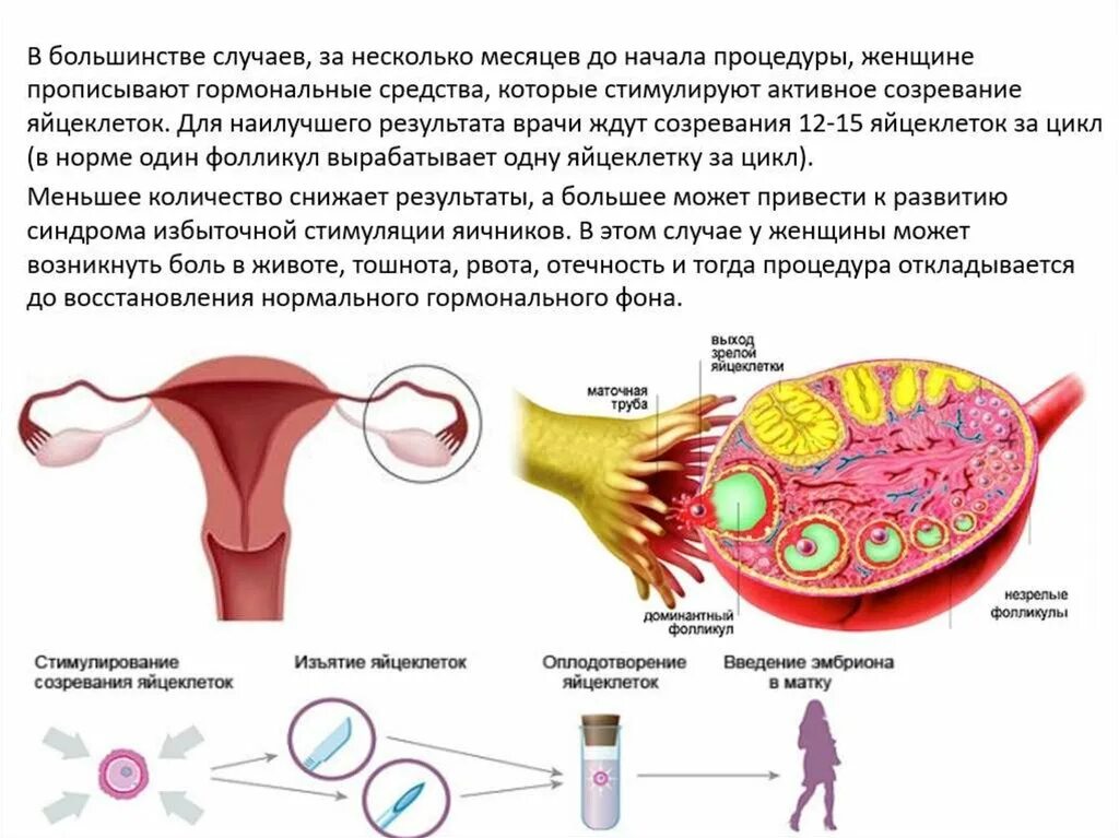 Яйцеклетка женщины. Сколькосяйцеклеток у.женщины. Сколько яйцеклеток у женщины. Норма фолликул в яичниках у женщин. Где происходит созревание яйцеклеток