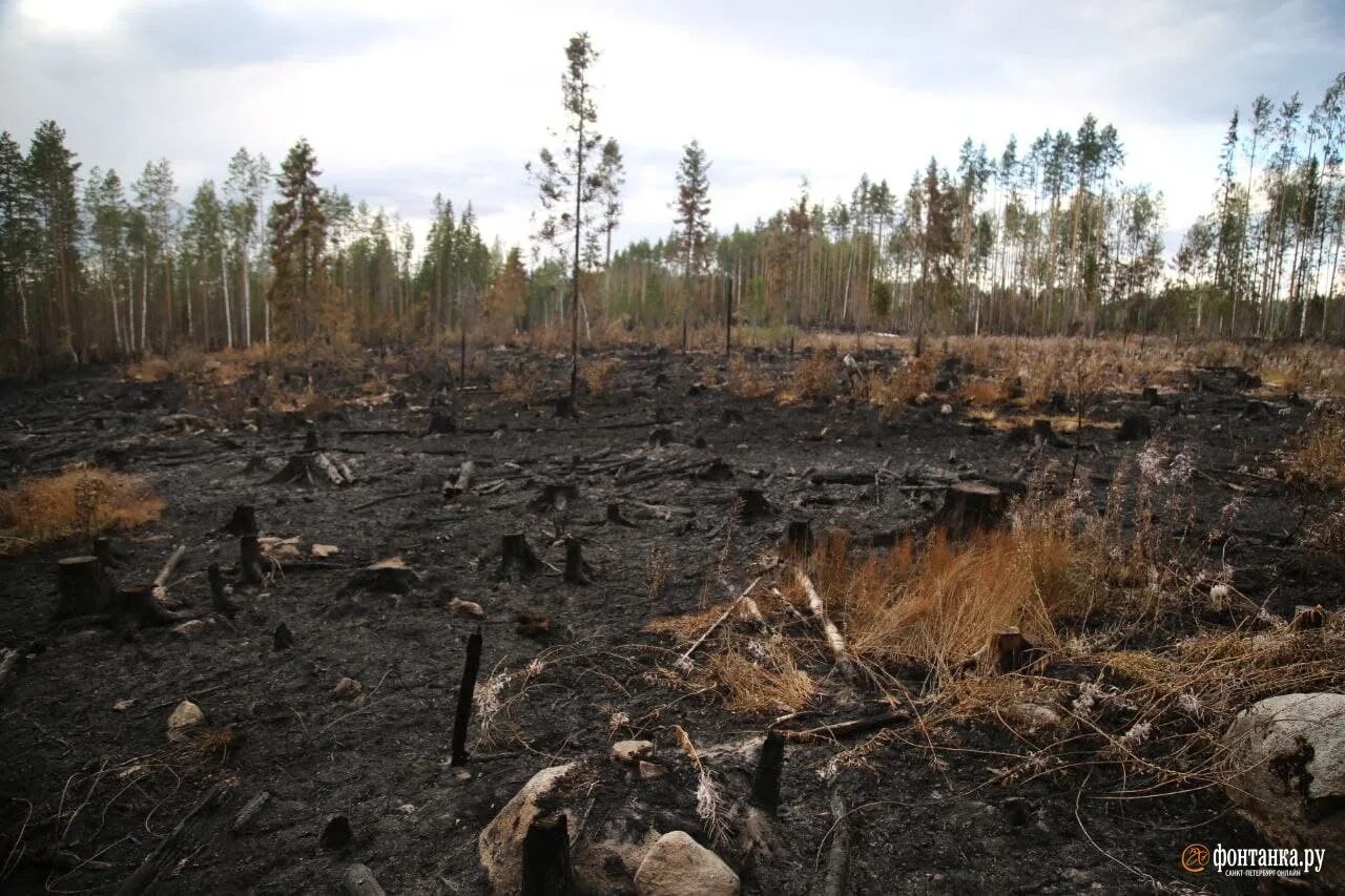 Горелый лес. Почва после пожара. Лес после пожара. Последствия пожара в лесу. Сибирский лес после пожара.