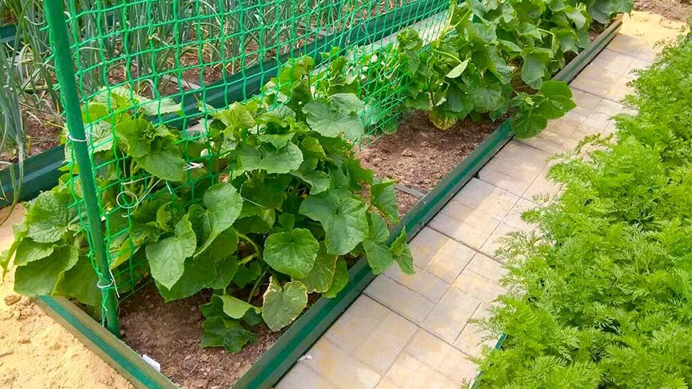 Сделать грядку для огурцов в открытом грунте