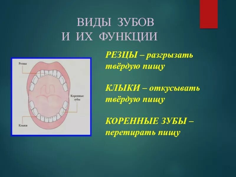 Функции резцов. Виды зубов. функции зубов.