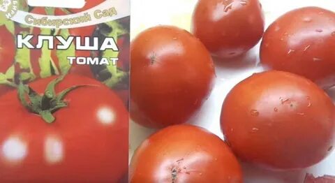 Помидор супер клуша описание сорта фото отзывы