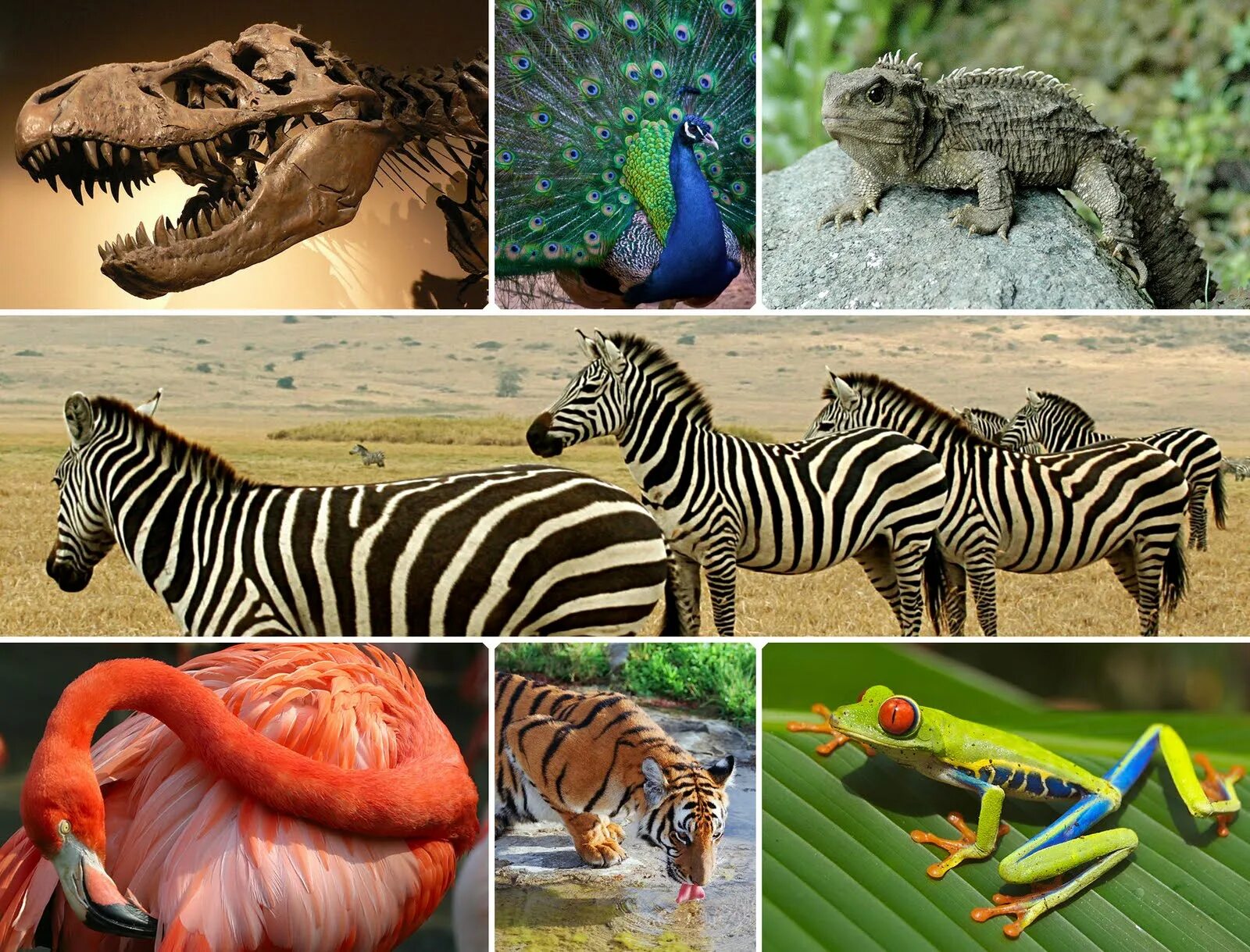 Позвоночные животные. Разнообразие зверей. Многообразие позвоночных животных. Живые существа.
