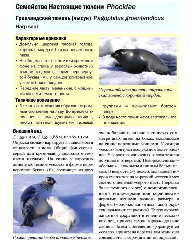 Гренландский тюлень сообщение кратко. Гренландский тюлень описание. Гренландский тюлень (Лысун). Тюлень общая характеристика. Сравните образ жизни тюленя и кита
