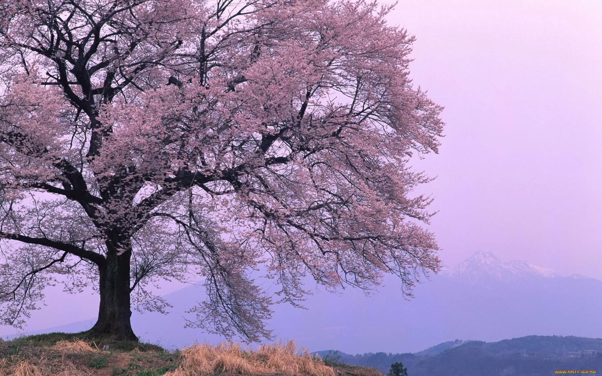 Сакура дерево. Деревья в Японии. Сакура одно дерево. Одинокое дерево Сакуры.