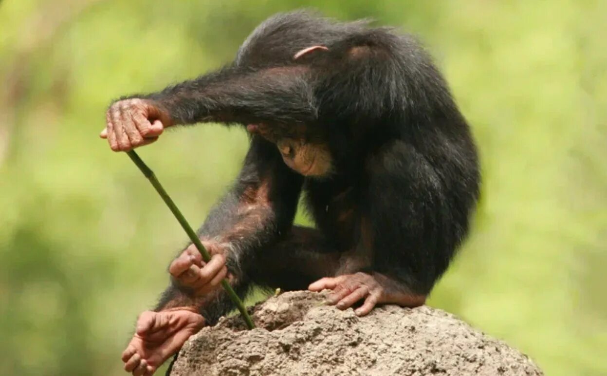 Шимпанзе бонобо. Карликовые шимпанзе бонобо. Поведение приматов. Шимпанзе уошо. Особенности поведения приматов.