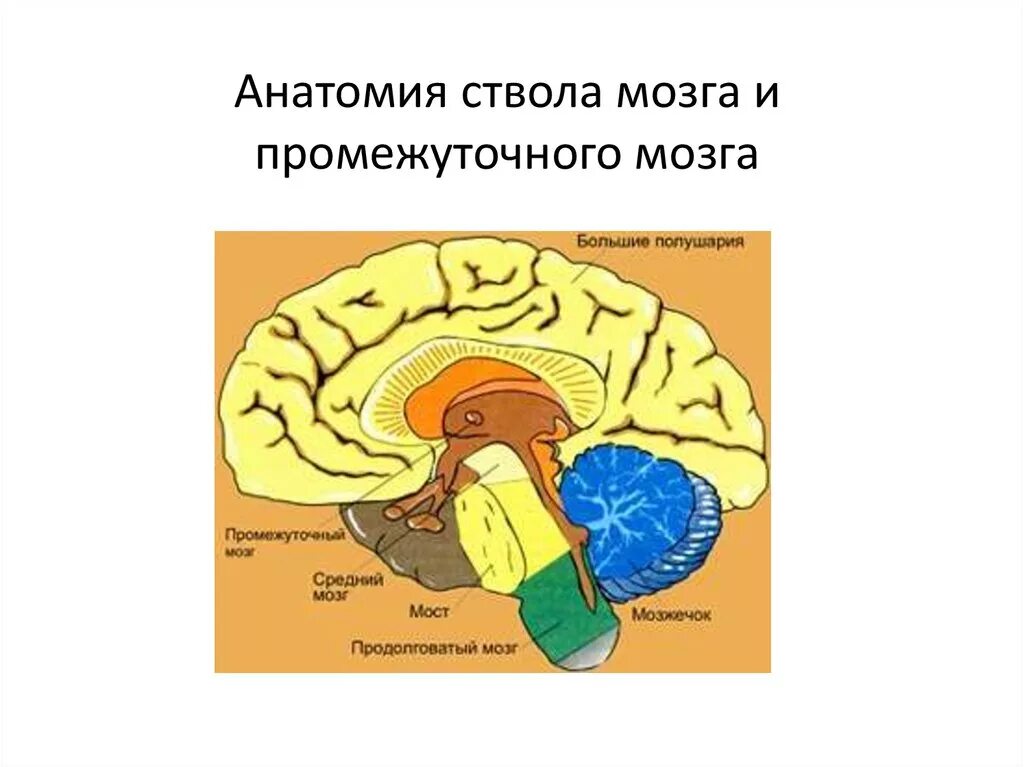 Строение и функции головного мозга отделы задний мозг. Задние отделы головного мозга схема. Строение задних отделов головного мозга схема. Мозжечок — ￼; мост — ￼; продолговатый мозг — ￼; промежуточный мозг —.