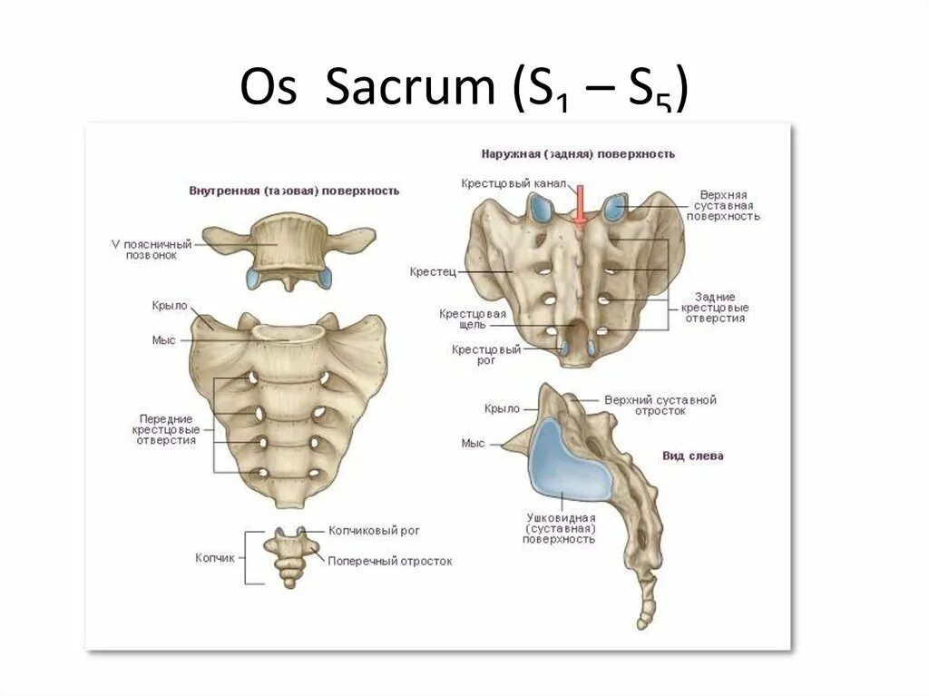 Крестец и копчик на скелете. Копчик крестец поясница строение. Крестец вид сбоку анатомия. Поясница, крестец копчик анатомия.