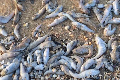 Азовское море рыба