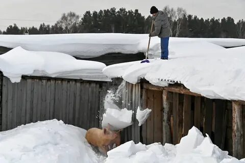 Дилетанты из деревни