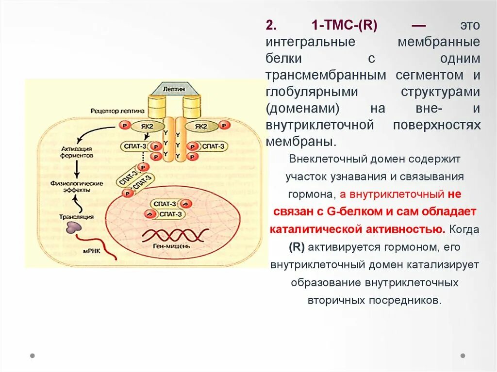 Интегральные белки мембраны Рецептор гормона в. Мембранные белки. ТМС рецепторы. Трансмембранный и интегральный белок.