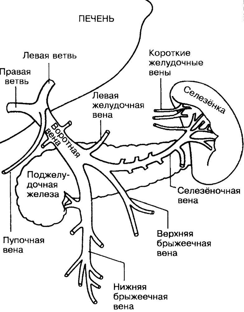 Воротная Вена печени система. Система воротной вены анатомия схема. Система портальной вены печени анатомия. Схема воротной вены печени анатомия.