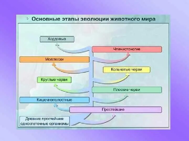 Эволюция группы животных. Схема основные этапы развития животных. основные этапы эволюционного развития организмов. этапы развития животного мира на земле. процесс эволюции животных.