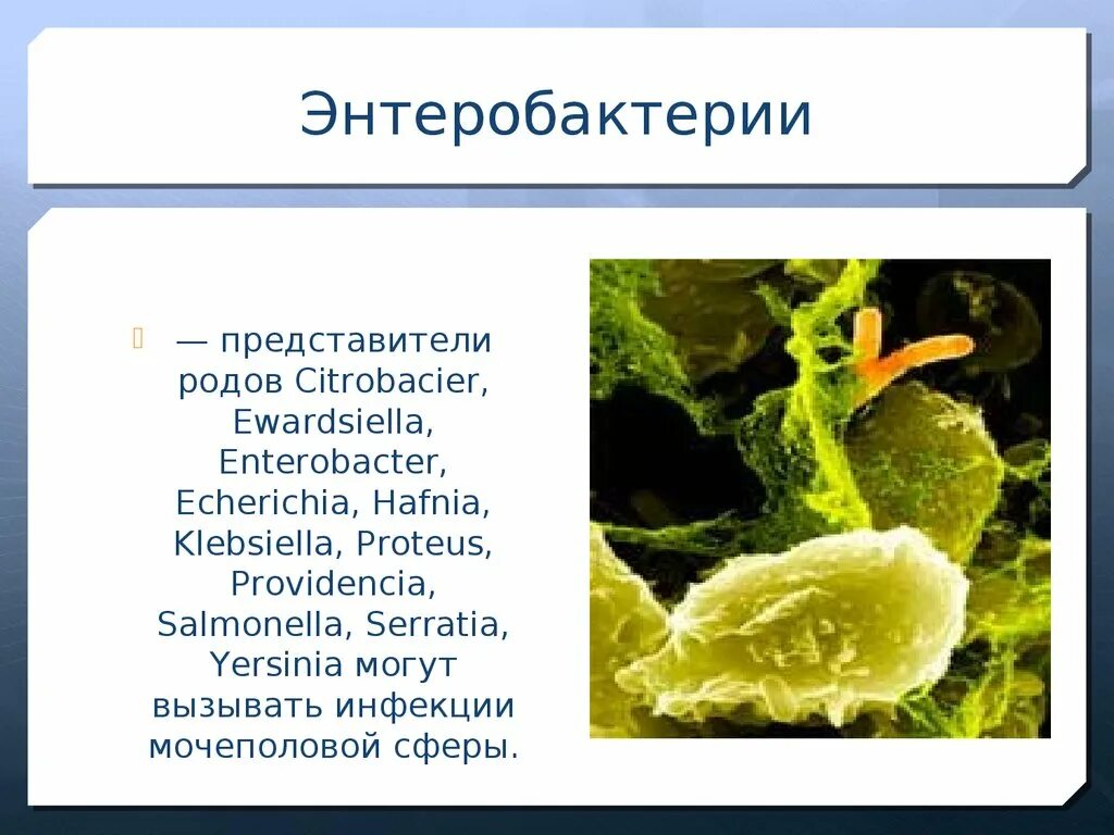 Микроорганизмы семейства Enterobacteriaceae. Энтеробактерии Yersinia. Патогенные представители энтеробактерий. Энтеробактерии Тип питания.