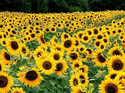 Sunflower plant