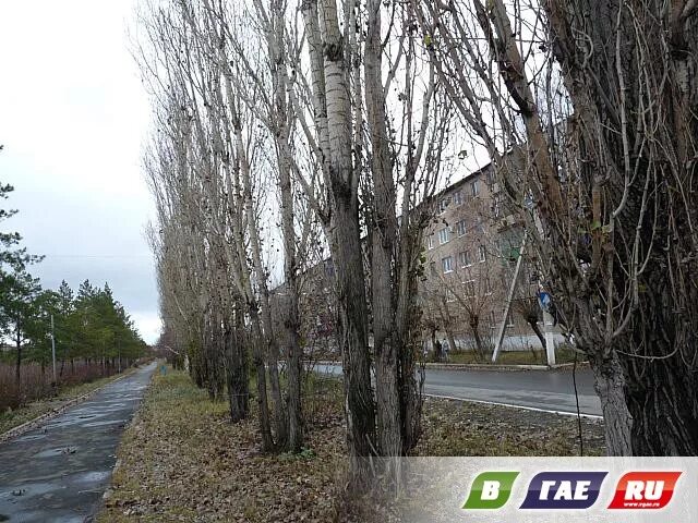 С высоченных тополей растущих. С высоченных тополей растущих